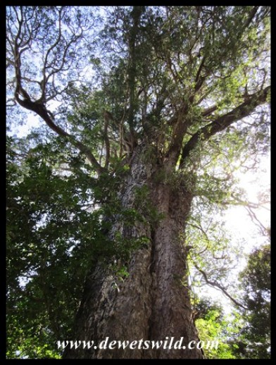 Majestic Outeniqua Yellowwood (Podocarpus falcatus)