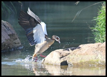 Egyptian Goose (photo by Joubert)