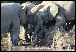 Baby elephant rescue at Tlopi (photo by Joubert)