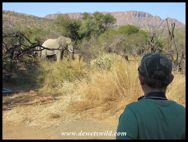 Joubert eyeing a bull elephant at Tlopi Tented Camp in Marakele National Park