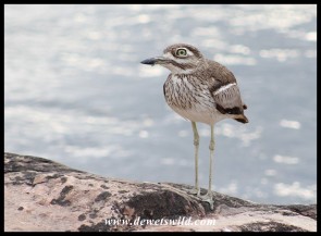 Water Thick-knee at the causeway over the Sabie River
