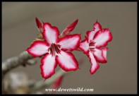 Beautiful impala lily in bloom at Skukuza's reception (photo by Joubert)