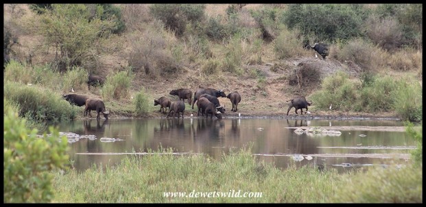Buffalo herd drinking from the Sabie River
