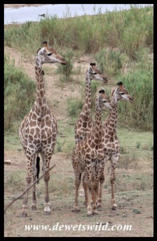 Wary family of giraffes