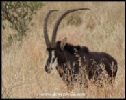 Sable Antelope bull (photo by Joubert)