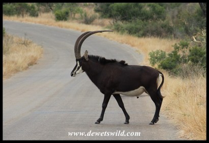Sable Antelope bull
