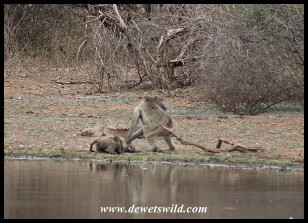 Baboon attack at Sunset Dam
