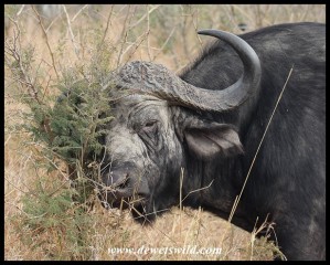 Grey old Buffalo Bull (photo by Joubert)