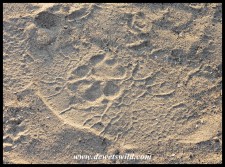 Lion paw print on top of an elephant spoor