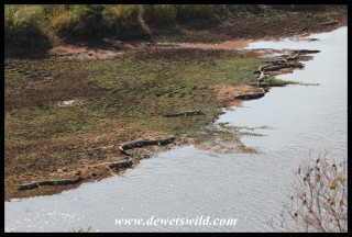 Crocodiles lining the bank of the Orpen Dam