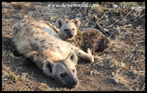 Spotted Hyena family (photo by Joubert)