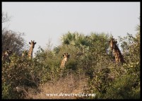 Giraffes peering from a clump of bushes