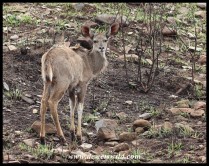Young Kudu