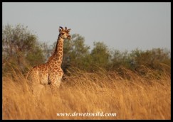 Giraffe calf