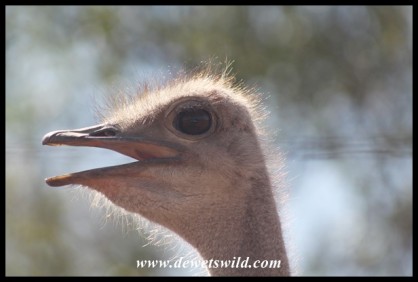Ostrich (photo by Joubert)