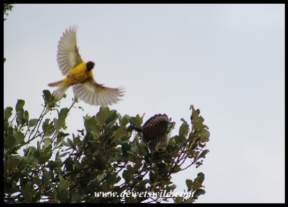 Southern Masked Weaver male trying to chase away a Diederik Cuckoo (photo by Joubert)