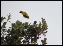 Southern Masked Weaver male trying to chase away a Diederik Cuckoo (photo by Joubert)