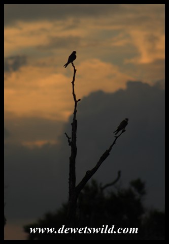 Amur Falcons at sunset