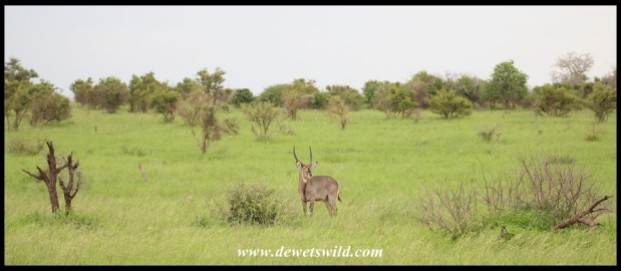 Waterbuck in a lush central Kruger Park, December 2021