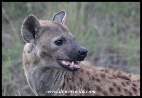 Spotted Hyena (photo by Joubert)
