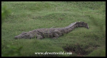 Big Nile Crocodile (photo by Joubert)