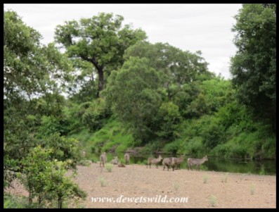 Waterbuck herd