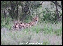 Cheetahs hunting near Nwanetsi