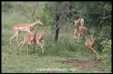 Exercise session at the Impala creche (photo by Joubert)