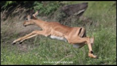 Flying Impala lamb (photo by Joubert)