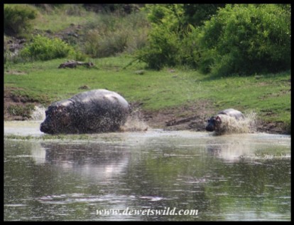 Hippos in a hurry at Sweni Hide