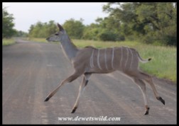Young kudu crossing the road