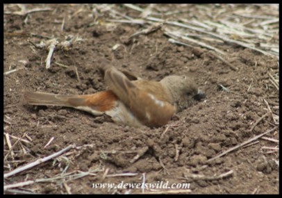 Dustbathing Grey-headed Sparrow
