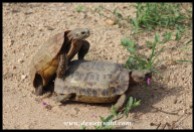 Mating Hinged Tortoises