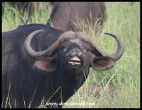 Smiling Buffalo (photo by Joubert)