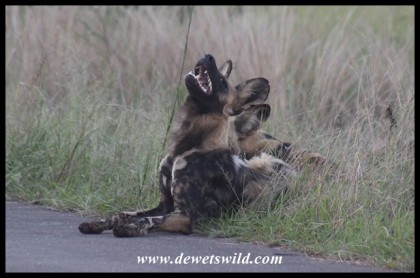 Painted Wolves, or African Wild Dogs, on the road between Orpen and Satara