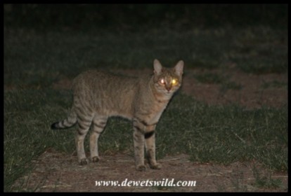 African Wild Cat in Satara (photo by Joubert)