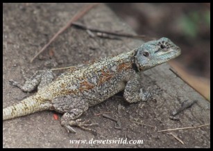 Female Southern Tree Agama (photo by Joubert)