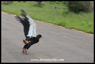 Meal finished, the Bateleur takes off again