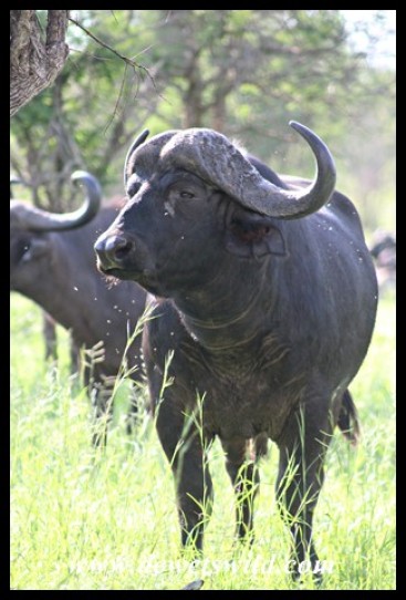 Buffalo bull
