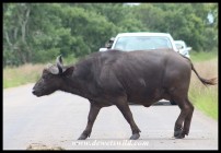 Herd of Buffalo crossing the road