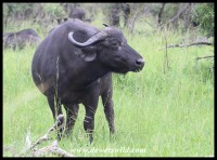 Buffalo cow