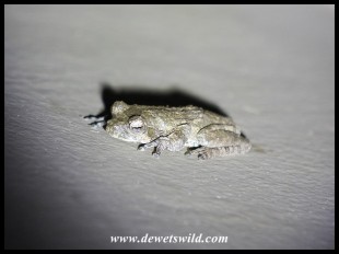 Foam Nest Frog (photo by Joubert)