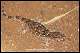 Turner’s Thick-toed Gecko