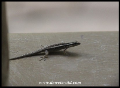 Common Dwarf Gecko