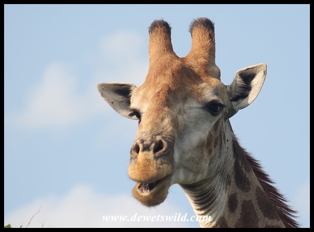 Cheeky Giraffe (photo by Joubert)