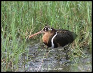 Greater Painted Snipe female