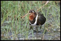Greater Painted Snipe female