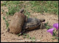 Mating Speke's Hinged Tortoises