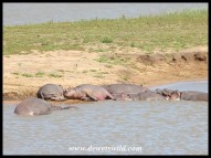 Hippos lazing on a sandbank at Nsemani Dam