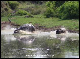 Hippos in a hurry at Sweni Hide